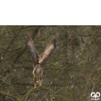 گونه سارگپه استپی Common Buzzard